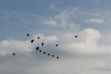 Image of migratory birds taking flight at Junam Reservoir in Changwon
