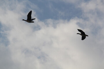 Image of migratory birds taking flight at Junam Reservoir in Changwon
