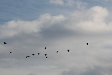Image of migratory birds taking flight at Junam Reservoir in Changwon
