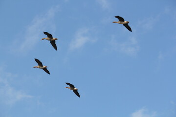 Image of migratory birds taking flight at Junam Reservoir in Changwon
