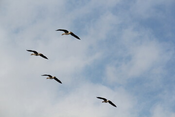 Image of migratory birds taking flight at Junam Reservoir in Changwon
