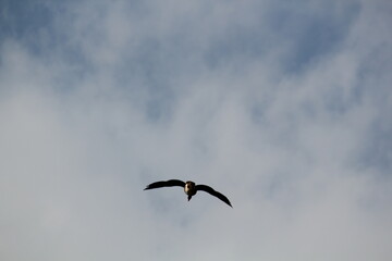 Image of migratory birds taking flight at Junam Reservoir in Changwon
