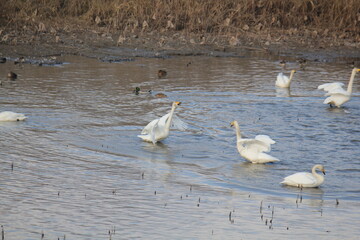 Image of migratory birds searching for food at Junam Reservoir migratory bird habitat in Changwon
