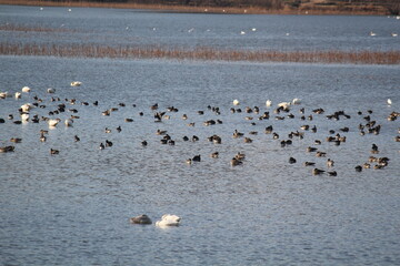 Image of migratory birds searching for food at Junam Reservoir migratory bird habitat in Changwon
