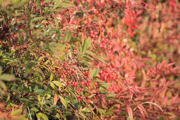 Image of the leaves and fruit of the namcheong tree in bloom along the Daecheongcheon Stream Trail