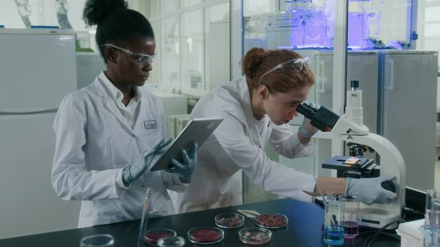 Zoom in view of Caucasian female scientist looking at piece of meat through microscope while doing food research with African American assistant taking notes on digital tablet