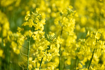 太陽に照らさる菜の花