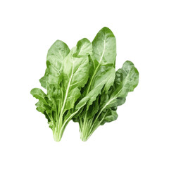 isolated fresh green vegetables realistic watercolor