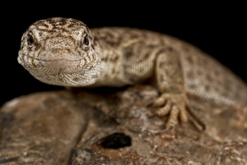 Western Storr's monitor (Varanus ocreatus)