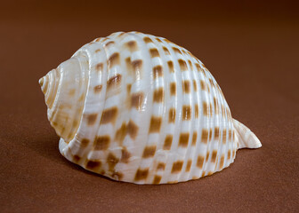 Tonna Dolium Sea Shell Close-Up on brown
