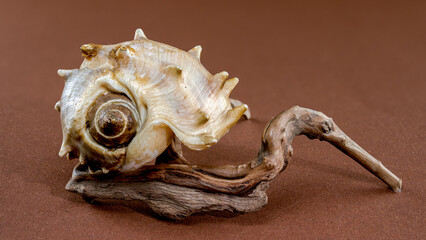Spiny Melongena Sea Shell Close-Up on on Driftwood