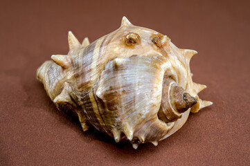 Obraz premium Spiny Melongena Sea Shell Close-Up on brown