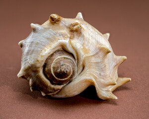 Spiny Melongena Sea Shell Close-Up on brown
