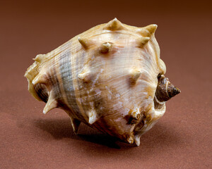 Spiny Melongena Sea Shell Close-Up on brown