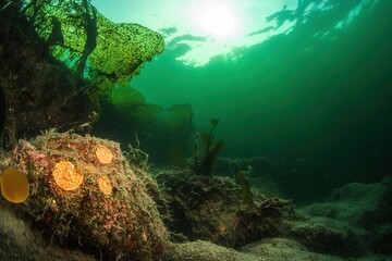 Underwater scene with aquatic plants and sunlight.