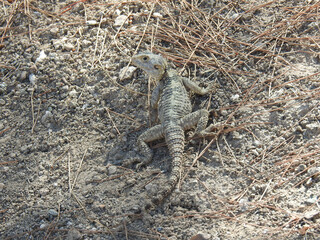 Hardun oder Schleuderschwanz Echse auf erdigem Untergrund, Rhodos
