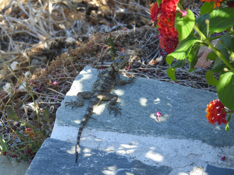 Schleuderschwanz Hardun Echse auf einem Stein zwischen Blumen, Rhodos
