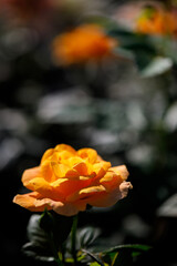 Fototapeta premium Closeup nature view of roses in garden.