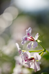 Closeup nature view of flowers in garden..