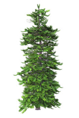 A single wollemi pine tree, Wollemia nobilis. 3D illustration on transparent background.	
