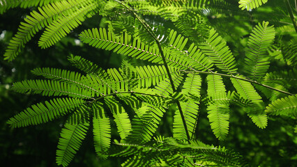 The bright green leaves of the silk tree or Albizia julibrissin, arranged symmetrically, look very beautiful in backlight, creating interesting and refreshing shadows.