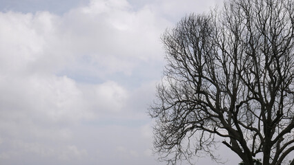 Silhouette of a dry, leafless tree located at the right corner, with a background of a cloudy sky. Contrast between the dark silhouette of the tree and the sky creates a dramatic view.