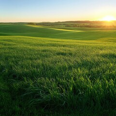 Fototapeta premium lush green fields under a bright sky at sunset