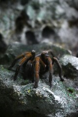 Insectos en zona de bosque
