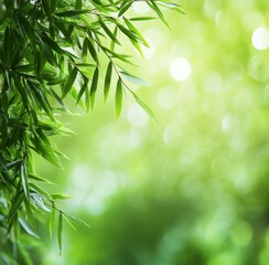 Obraz premium Fresh Green Bamboo Leaves with Sunlight Bokeh