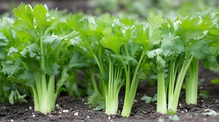 Obraz premium Celery plants growing outside