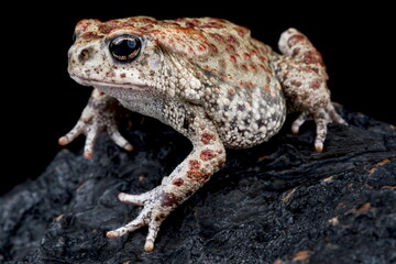 Mauritanian toad (Sclerophrys mauritanica)