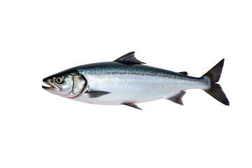 Obraz premium Fresh salmon white background sleek body blue-gray silver-gray
