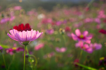 Low key of blooming purple cosmos flower garden