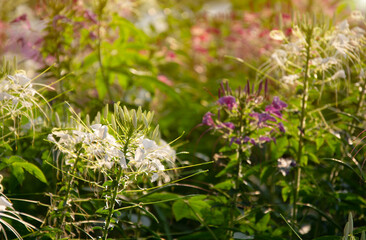Spider Flower, Showy Spider Flower in the park with blurred bokeh background