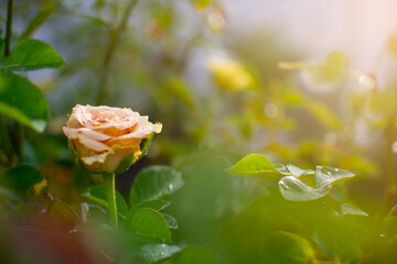 Blooming small Toffee rose in the garden, orange blend rose