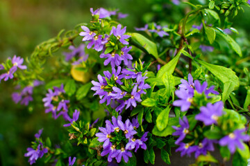 Purple fan flower garden, Scaevola
