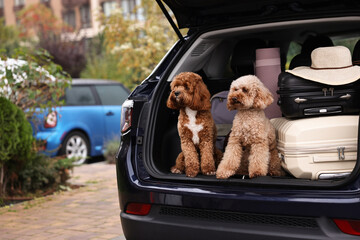 Cute fluffy dogs sitting near suitcases in car trunk