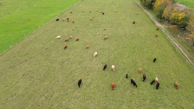 Brown highland cows grazing on open field.
