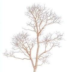 Fototapeta premium A Bare Leafless Tree Stands Tall Against White