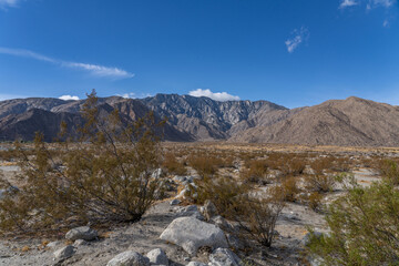 Larrea tridentata, creosote bush and greasewood as a plant, chaparral.  Palm Springs Visitor Center，California. San Jacinto Mountains ,Salton Trough
