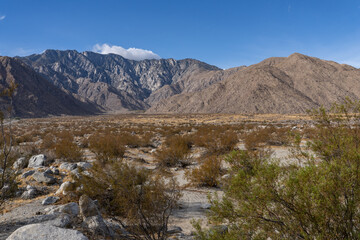Larrea tridentata, creosote bush and greasewood as a plant, chaparral.  Palm Springs Visitor Center，California. San Jacinto Mountains ,Salton Trough
