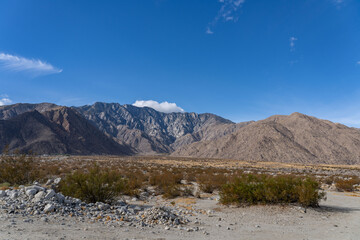 Larrea tridentata, creosote bush and greasewood as a plant, chaparral.  Palm Springs Visitor Center，California. San Jacinto Mountains ,Salton Trough
