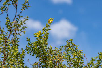 Larrea tridentata, creosote bush and greasewood as a plant, chaparral.  Palm Springs Visitor Center，California. San Jacinto Mountains ,Salton Trough