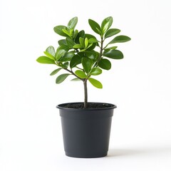 Obraz premium Green plant in a black pot on a white background