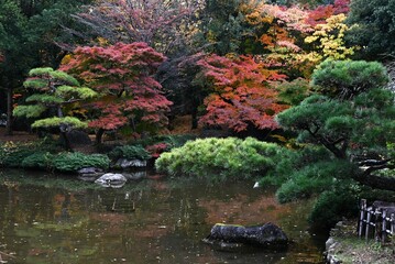 Japan tourism trip. The scenery of autumn leaves of Japanese maples. In Japan, enjoying the autumn leaves of Japanese maples is called 