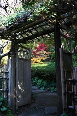 Japan tourism trip. The scenery of autumn leaves of Japanese maples. In Japan, enjoying the autumn leaves of Japanese maples is called "Momiji-gari".