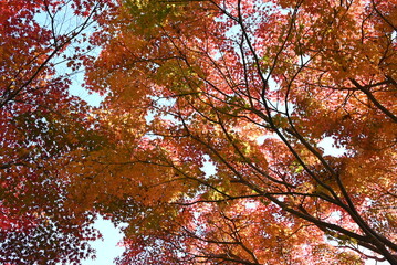 Japan tourism trip. The scenery of autumn leaves of Japanese maples. In Japan, enjoying the autumn leaves of Japanese maples is called "Momiji-gari".