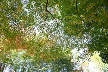 Fototapeta premium Japan tourism trip. The scenery of autumn leaves of Japanese maples. In Japan, enjoying the autumn leaves of Japanese maples is called 