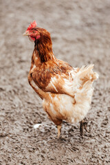 a single brown free range chicken walking on a farm