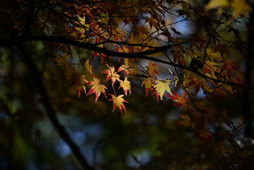 Japan tourism trip. The scenery of autumn leaves of Japanese maples. In Japan, enjoying the autumn leaves of Japanese maples is called 